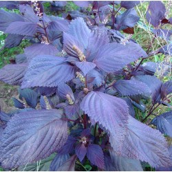 Shiso Tito