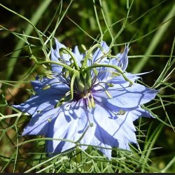 Nigelle de Damas