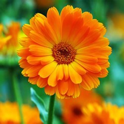 Calendula