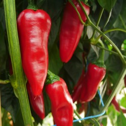 Piment Gorria (type Espelette)