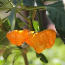 Piment Jaune de Jamaïque