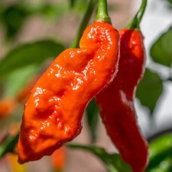 Piment Bhut Jolokia