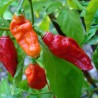 Piment Bhut Jolokia