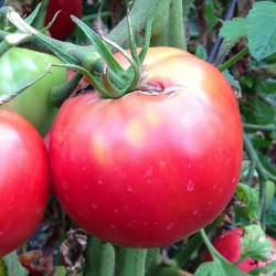 Tomate Rose de Berne du Liechtenstein