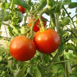 Tomate De Paudex