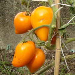 Tomate Jaune du lac de Bret