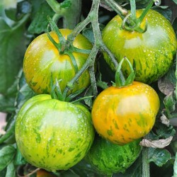 Tomate Green Zebra