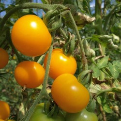 Tomate Jaune de Thoune