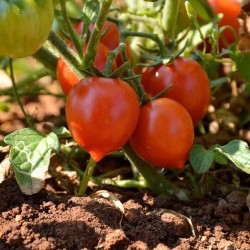 Tomate Spongillo di Torre del Greco