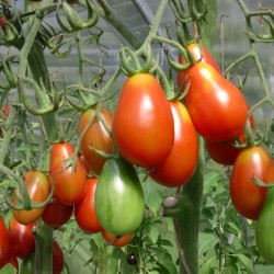 Tomate Petite rouge de Bâle