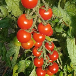 Tomate cerise Zuckertraube