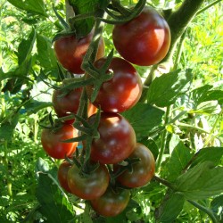 Tomate cerise Black Cherry