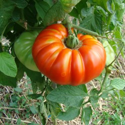 Tomate De Chancy