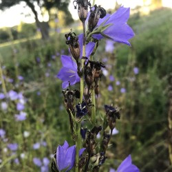 Campanule à feuilles de pêcher