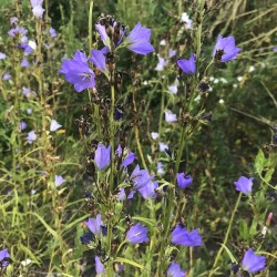 Campanule à feuilles de pêcher