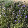 Campanule à feuilles de pêcher