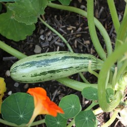 Courgette de Gêne Striée Vert-Jaune