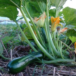 Courgette Verte des maraîchers