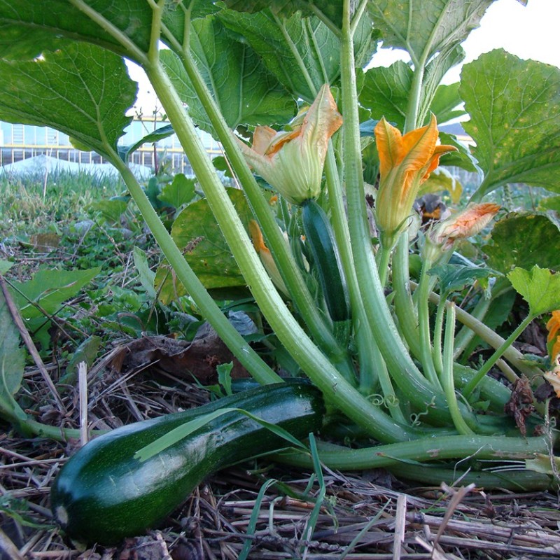 Courgette Verte des maraîchers