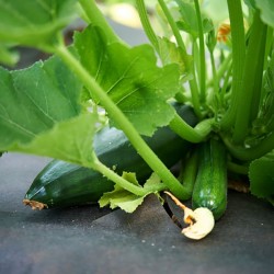 Courgette Verte des maraîchers