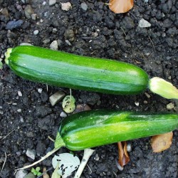 Courgette Verte des maraîchers