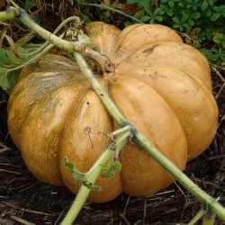 Courge Musquée de Provence