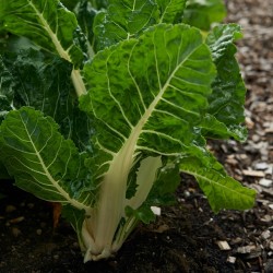 Côte de bette Verte frisée des Vergers