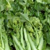 Cima di rapa Sessantina