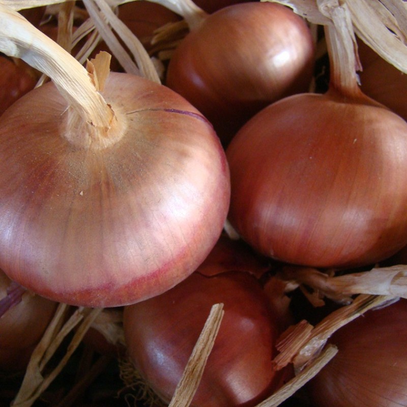 Oignon D'Amposta Oignon D'Amposta