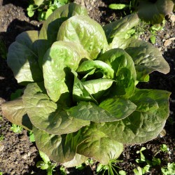 Laitue romaine Brune de Genève