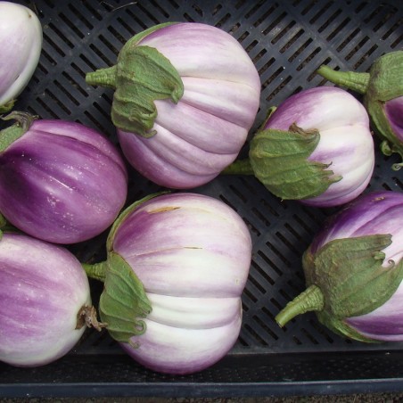 Aubergine Rotonda Bianca Sfumata di rosa