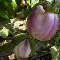 Aubergine Rotonda Bianca Sfumata di rosa