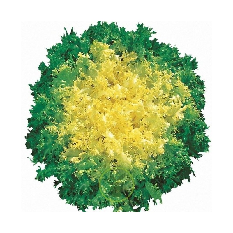 Chicorée scarole frisée Fine de Louviers