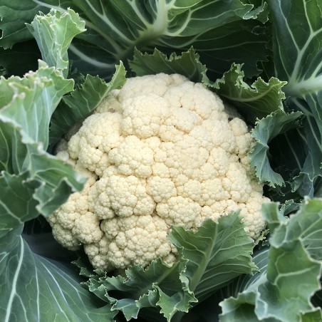 Chou-fleur Wainfleet
