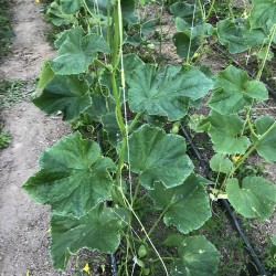 Concombre Lunghissimo Verde