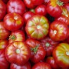 Tomate Originale de Zurich
