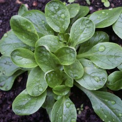 Mâche Hâtive de Genève