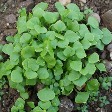 Pourpier d'hiver (Claytone de Cuba)