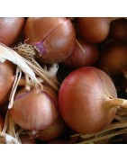 Oignon