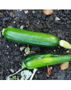 Courgettes